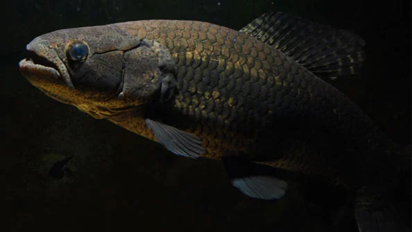 Trairão Hoplias lacerdae: Predador