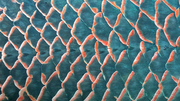 Nadadeiras e escamas de peixes