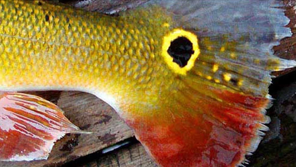 Nadadeiras e escamas de peixes
