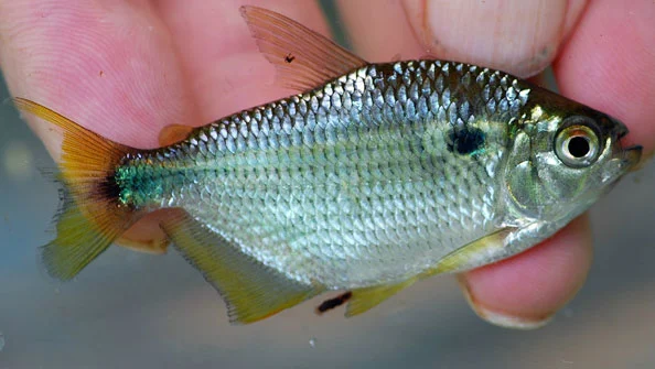 Lambari Astyanax bimaculatus