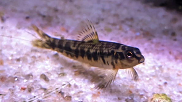 Mocinha Characidium fasciatum