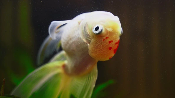 Peixe de Cabeça para Baixo