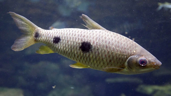 Piau três pintas Leporinus friderici