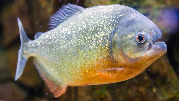 Piranha Serrasalmus spp