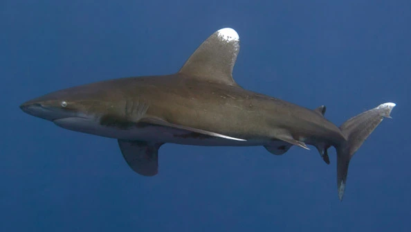 Ttubarao-Galha-Branca Carcharhinus longimanus