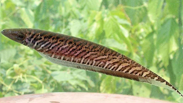 Tuvira Gymnotus spp