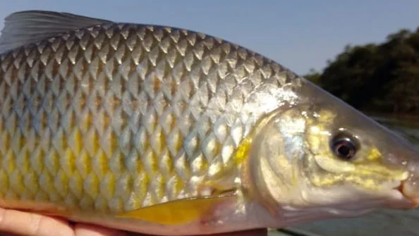 Piapara Leporinus obtusidens