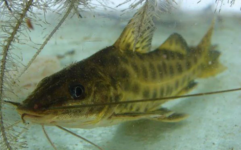 Peixe Mandi Pimelodus spp