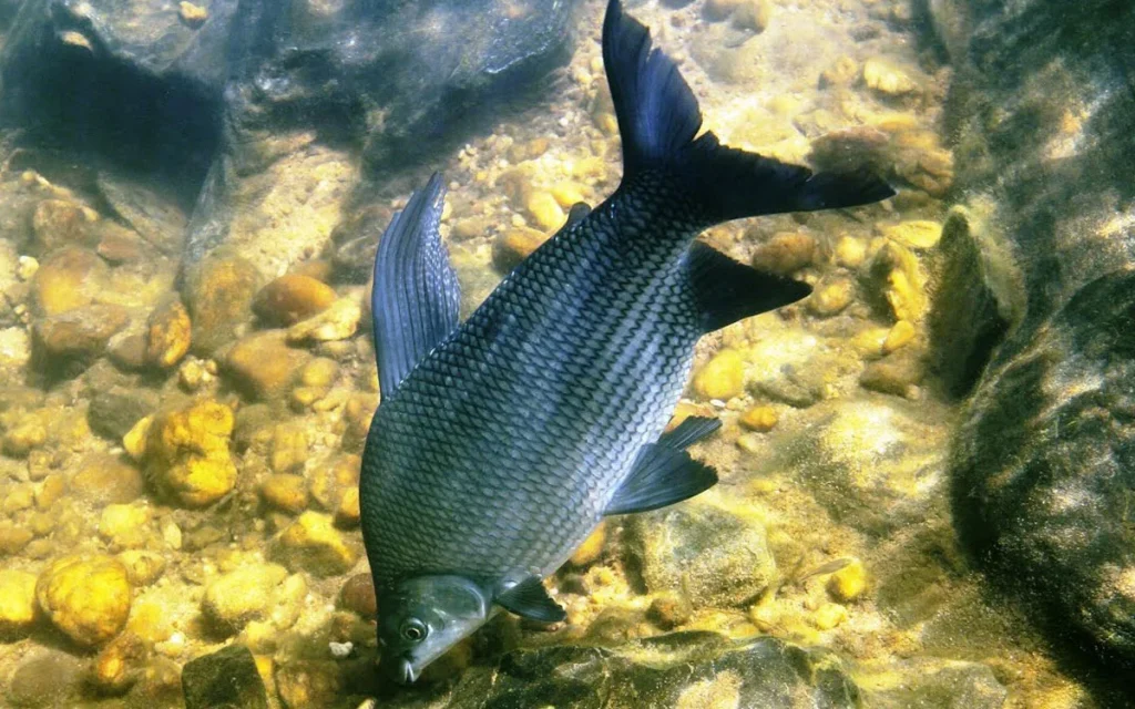 Curimatã Prochilodus lineatus