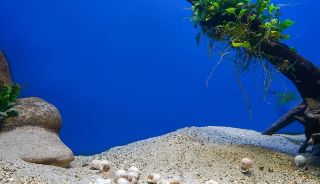 Como Montar um Aquário