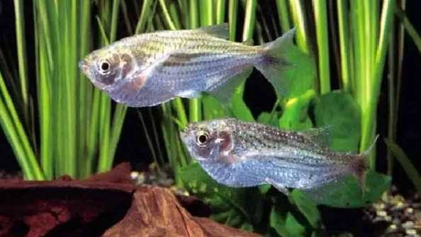 Sardinha de água doce (Triportheus angulatus)