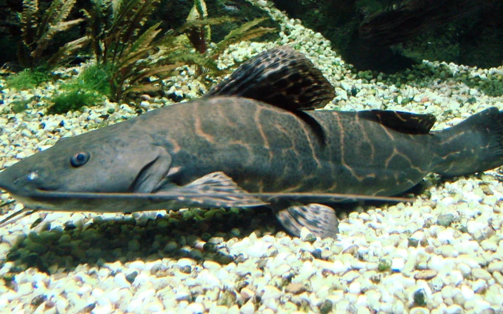 Jundiá-da-Amazônia: Conheça o Leopard Catfish Perrunichthys Perruno Jundiá-da-Amazônia: Conheça o Leopard Catfish Perrunichthys Perruno